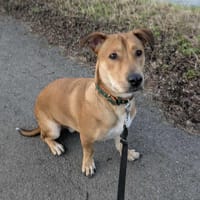 Bosko, mâle X berger né le 10/12/2024, chien à adopter