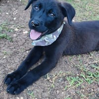 Pacho, Mâle, X Berger, né le 30/12/2025, chien à adopter