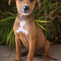 Miko, mâle, X Berger, né le 10/12/2025🐶, chien à adopter