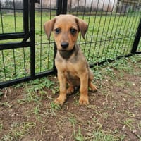 Fuego, Mâle, X Berger, né le 15/01/2026, chien à adopter