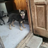 Zylajek, pies do adopcji