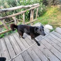 Goliat, pies do adopcji