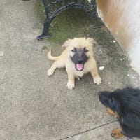 Lady Diana, chienne à adopter