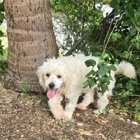 Loulou le foufou, chien à adopter