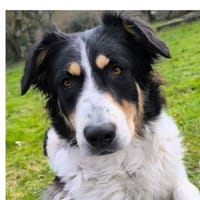 Mathilda - aktive Herzenshündin mit Kopf, Hündin zur Adoption