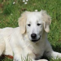 Nori sucht sein Zuhause, Hund zur Adoption