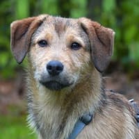 Liebevolles Zuhause für Rojo gesucht, Hund zur Adoption