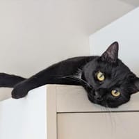 Bruno sucht engen Familienanschluss, Kater zur Adoption