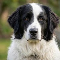 Übernehmen Sie Verantwortung für Landro?, Hund zur Adoption