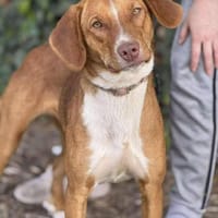 Die hübsche Bibi sucht ihren Menschen, Hündin zur Adoption