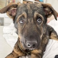 Luigi - Pechvogel sucht wieder Zuhause, Hund zur Adoption