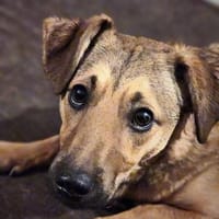 Rüde Aris sucht ein Zuhause, Hund zur Adoption