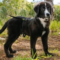 Darf Neval zu Ihnen ziehen?, Hund zur Adoption