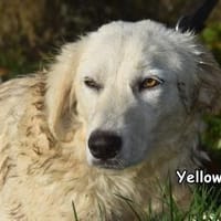 YELLOW, Hündin zur Adoption