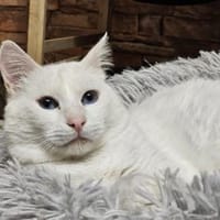 LUKE -sucht Paten und Streicheleinheiten, Kater zur Adoption