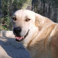 Freundlicher Fermin wartet schon so lang, Hund zur Adoption