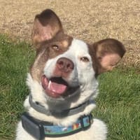 Hope- sanfte Hundeseele, Hündin zur Adoption