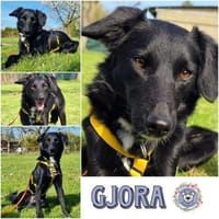 GJORA * zartes Mädchen mit Sorgen, Hündin zur Adoption