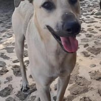 Abao ist ein fröhlicher, Hund zur Adoption