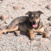 Darja, Hündin zur Adoption