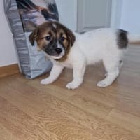Titus, sucht sein Glück, Hund zur Adoption