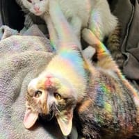 Cleo & Fina 💗 in 67655 Kaiserslautern, Katze zur Adoption