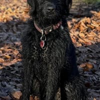 Erfahrenes Zuhause gesucht, Hündin zur Adoption