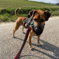 Rudolf, fröhlicher Hundemann, ca. 2 Jahr, Hund zur Adoption