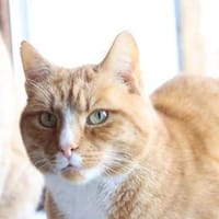 Charlie und Paula suchen ruhiges Zuhause, Kater zur Adoption