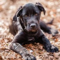 Palma möchte Ihnen Freude bereiten, Hündin zur Adoption