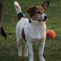 Adoptanten für Rafano gesucht, Hund zur Adoption