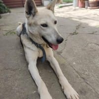 Mozart 💜sucht sein Zuhause!, Hund zur Adoption