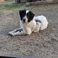 Liebenswerter Lenny sucht Familie, Hund zur Adoption