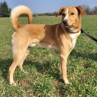 Simba-junger sportlicher Rüde, Hund zur Adoption