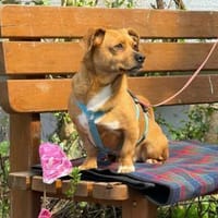 Hawk  kleiner Herzenshund, Hund zur Adoption