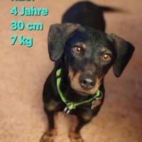 RESI  hofft auf liebevolles Zuhause, Hündin zur Adoption