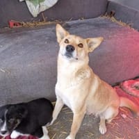 Talia, junge Hundemama sucht Körbchen, Hündin zur Adoption