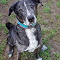 Emil su. ländl. Zuhause, Hund zur Adoption