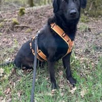 Blacky - Das Glück zum Greifen nah, Hund zur Adoption