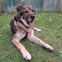 Lobo, sanfter Riese sucht Einzelplatz, Hund zur Adoption