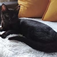 Zuki, neugieriger Pantherjunge, ca. 6 Mo, Kater zur Adoption