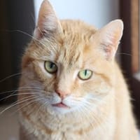 Paula und Charlie suchen ruhiges Zuhause, Katze zur Adoption