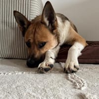 Dugó, liebevoller Herzenshund, ca. 2 Jah, Hund zur Adoption