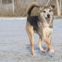 Rudi - sucht seinen Menschen, Hund zur Adoption