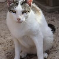 Garfield, verspielt, neugierig, offen, Kater zur Adoption