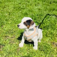 Melody ein kleines Mädchen, Hündin zur Adoption