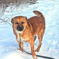 Dein neuer Begleiter, Hund zur Adoption