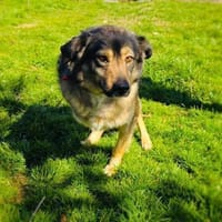 Dreibeiniger Barry sehr verschmust, Hund zur Adoption