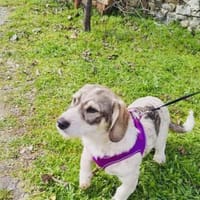 Basset Beagle mix Super freundlich, Hund zur Adoption