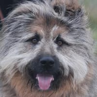 Biene sucht aktive Menschen, Hündin zur Adoption